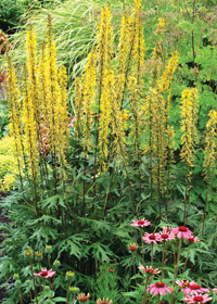 Ligularia przewalskii 'Dragon's Breath'